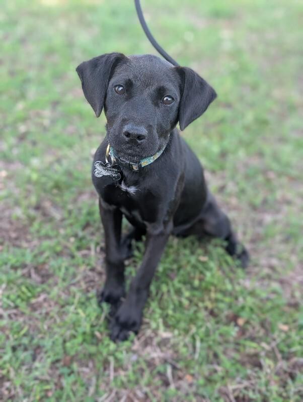Enlarge Manila, a Adoptable mixed breed in Berkeley Heights, NJ image 6/6