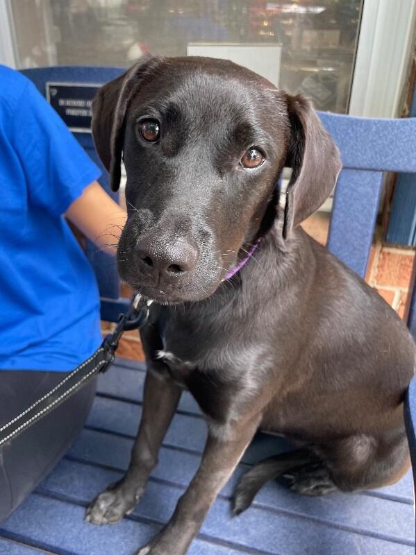 Enlarge Manila, a Adoptable mixed breed in Berkeley Heights, NJ image 5/6