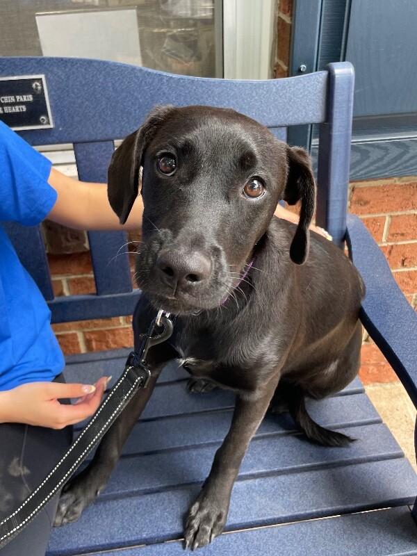 Enlarge Manila, a Adoptable mixed breed in Berkeley Heights, NJ image 6/6