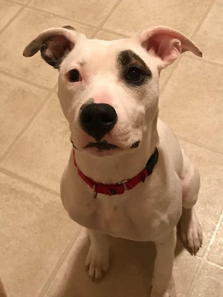 Enlarge Leila, a Adoptable Pit Bull Terrier in New York, NY image 1/3