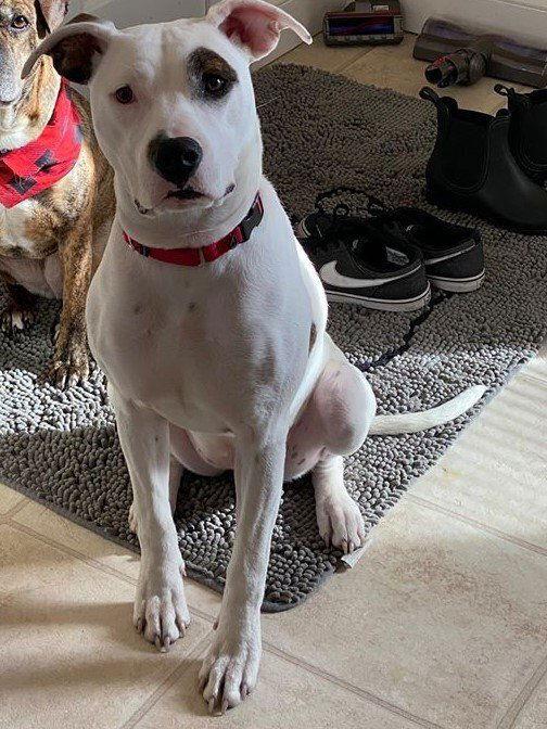 Enlarge Leila, a Adoptable Pit Bull Terrier in New York, NY image 3/3