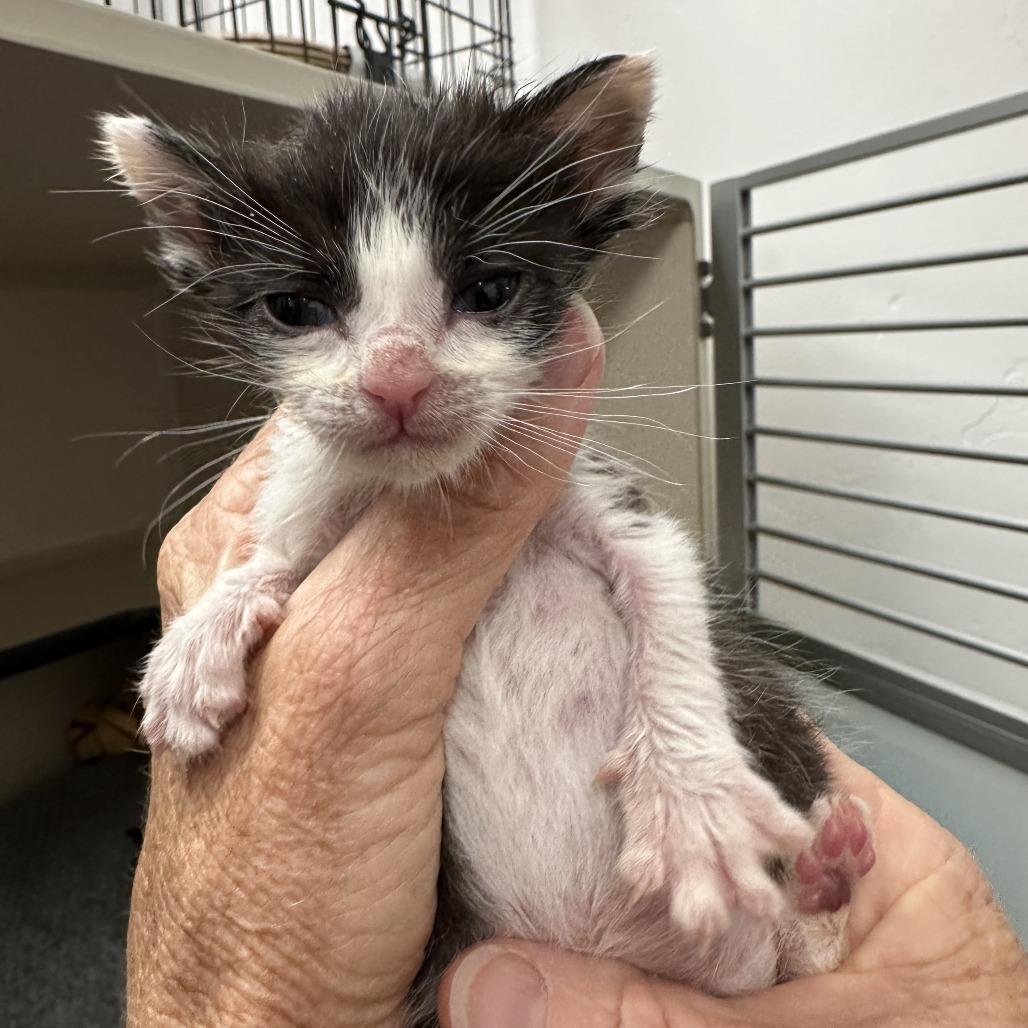 Enlarge Valentine, a Adoptable Domestic Short Hair in Durango, CO image 2/5