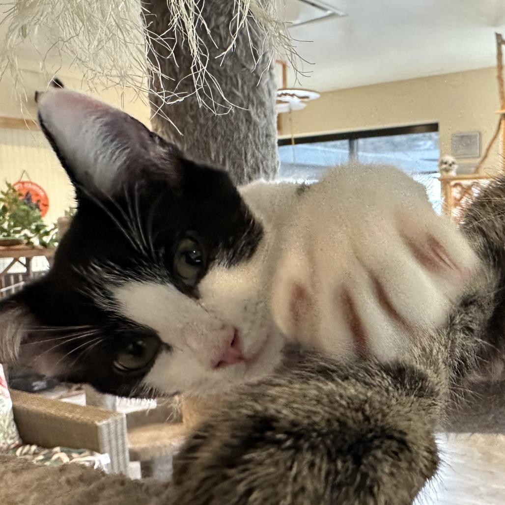 Enlarge Valentine, a Adoptable Domestic Short Hair in Durango, CO image 3/5