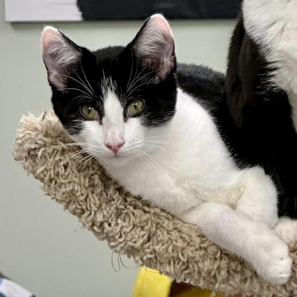 Enlarge Valentine, a Adoptable Domestic Short Hair in Durango, CO image 4/5