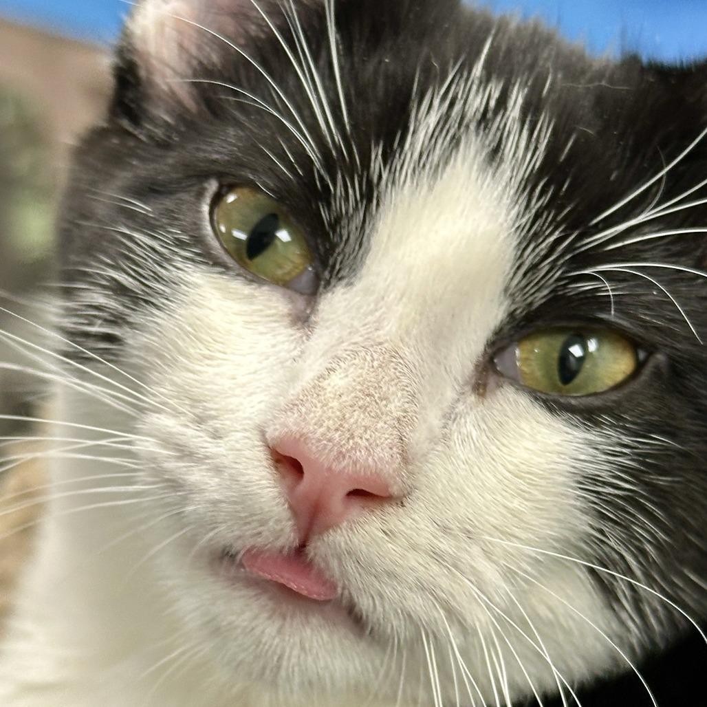 Enlarge Valentine, a Adoptable Domestic Short Hair in Durango, CO image 5/5