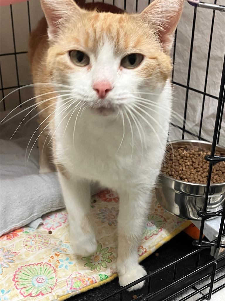 Kitty, Adoptable, Adult Female Domestic Short Hair.