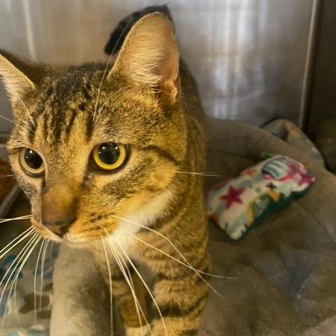 Yazmin, Adoptable, Young Female Domestic Short Hair.