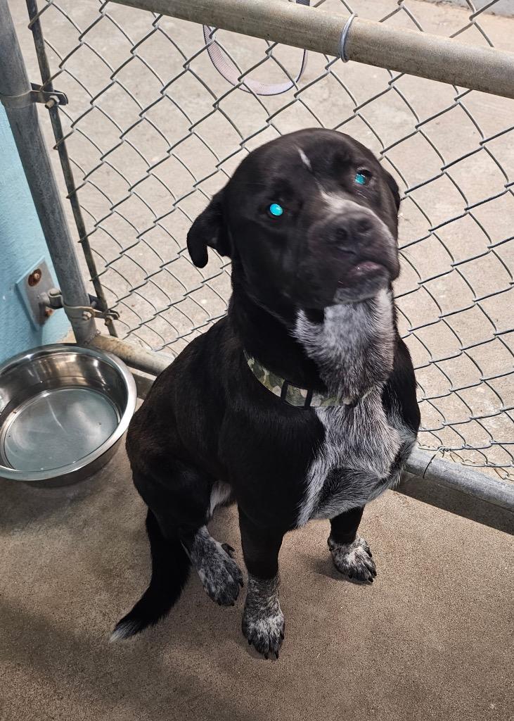 Ollie, Adoptable, Young Male Boxer & Cattle Dog.