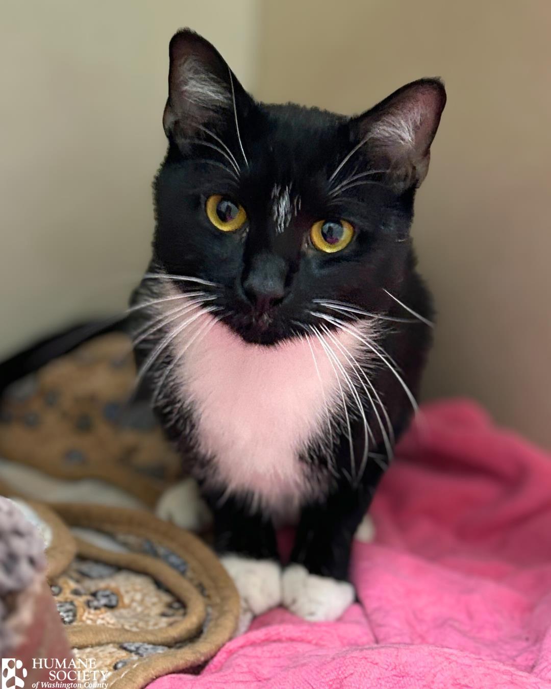 TETRIS, Adoptable, Young Male Domestic Short Hair.