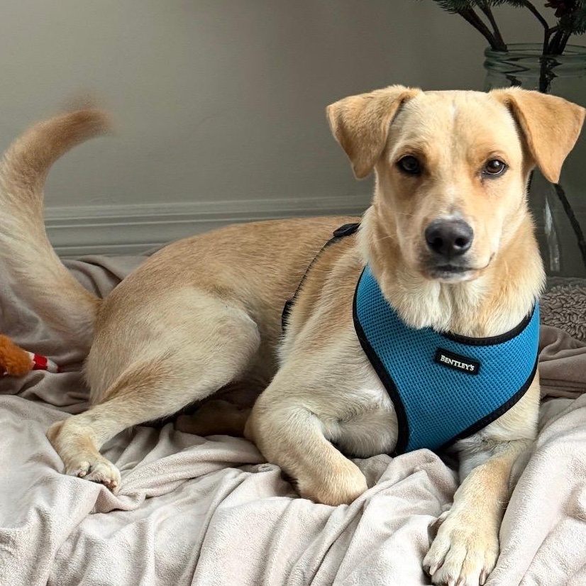 Enlarge Vanilla - The Sweetest Scoop of a Pup!, a Adoptable Yellow Labrador Retriever in New York, NY image 1/6