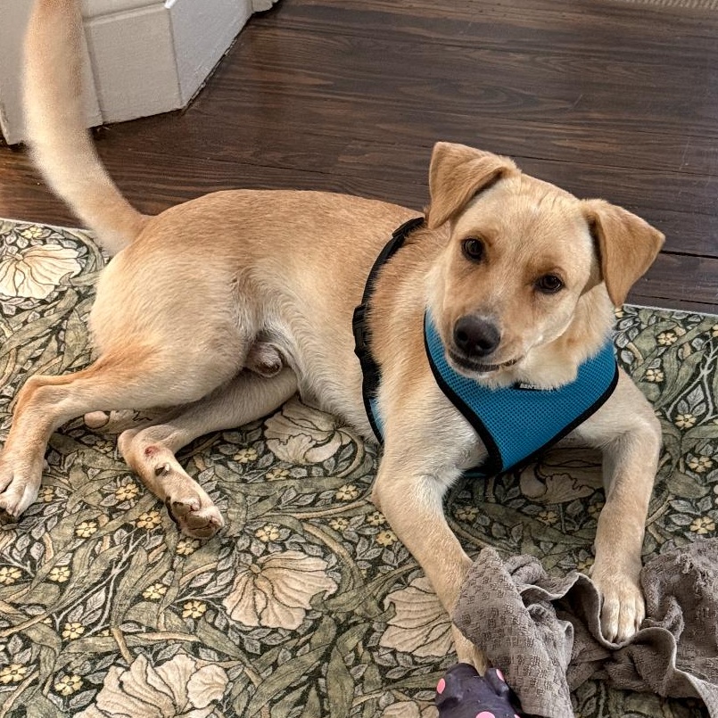 Enlarge Vanilla - The Sweetest Scoop of a Pup!, a Adoptable Yellow Labrador Retriever in New York, NY image 6/6