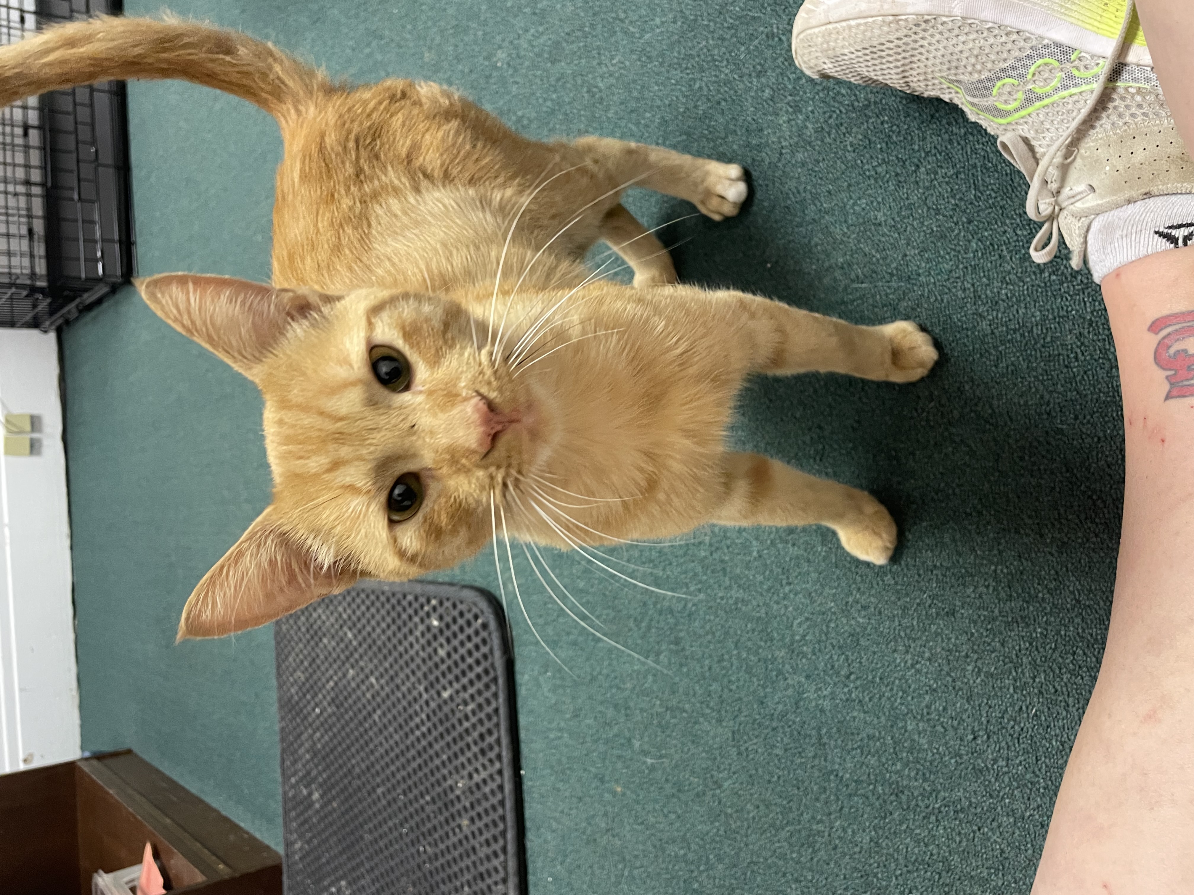 Cat for adoption “Fake” Max, a Domestic Short Hair in Penfield, NY