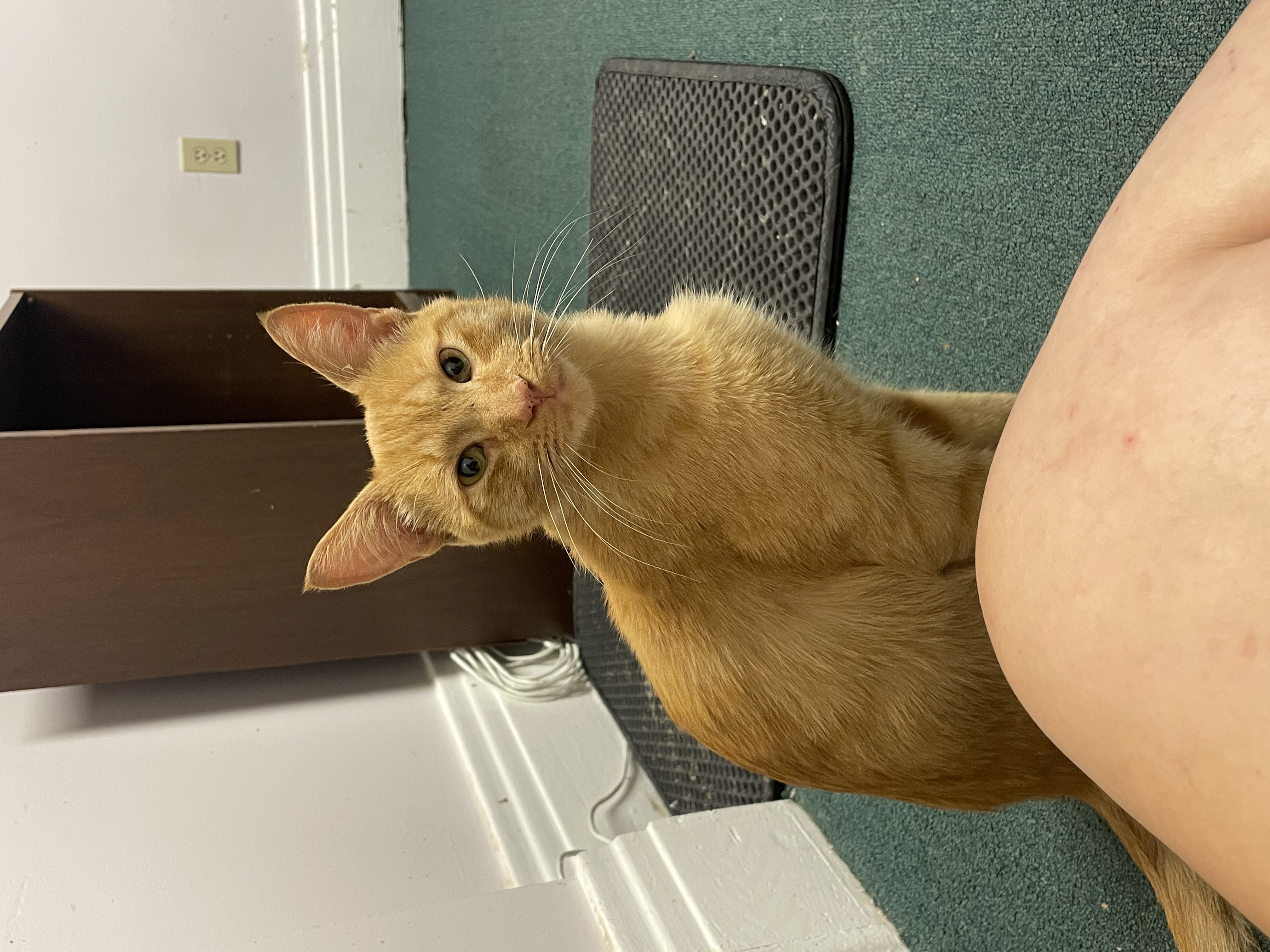 Cat for adoption “Fake” Max, a Domestic Short Hair in Penfield, NY