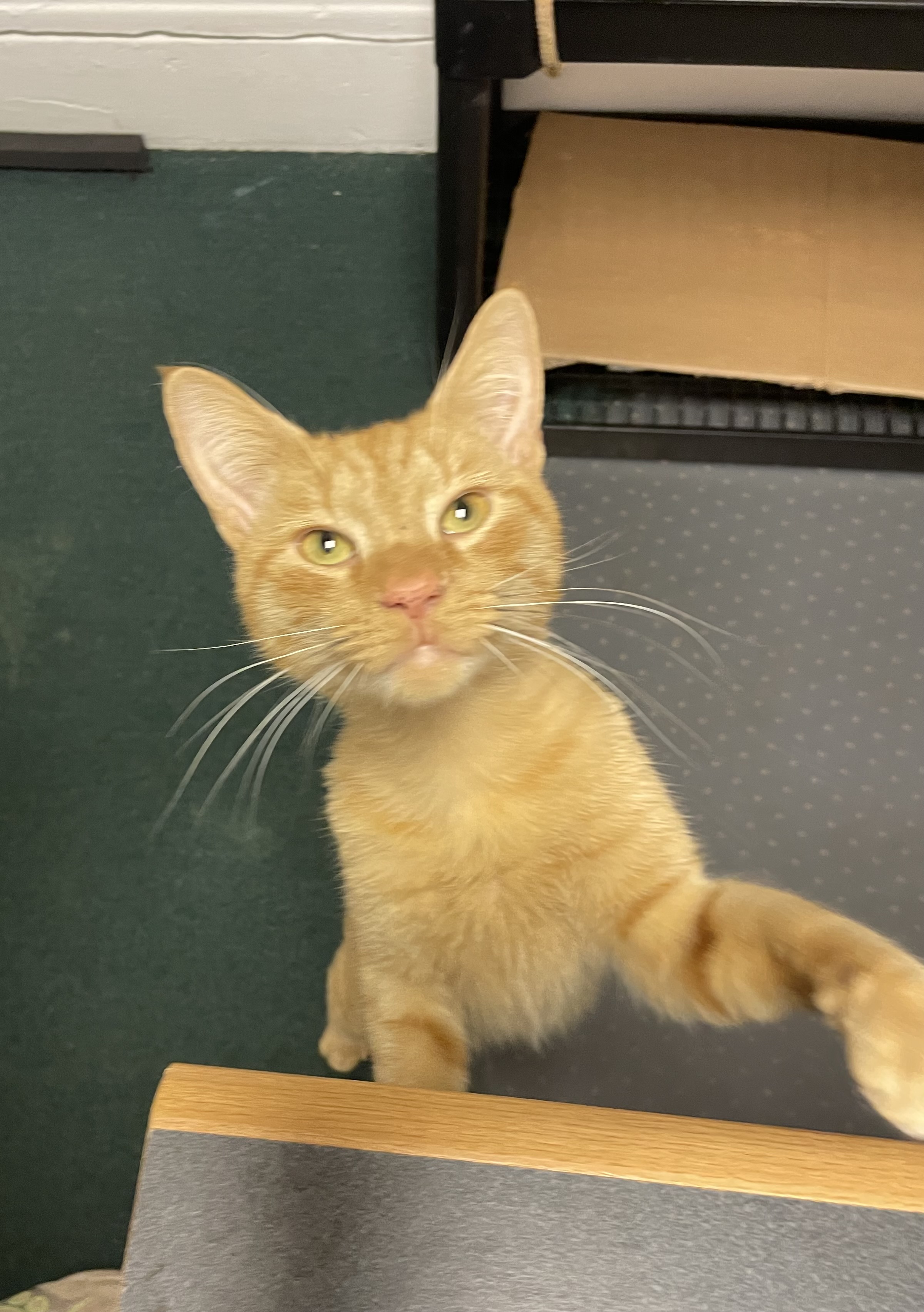 Cat for adoption “Fake” Max, a Domestic Short Hair in Penfield, NY