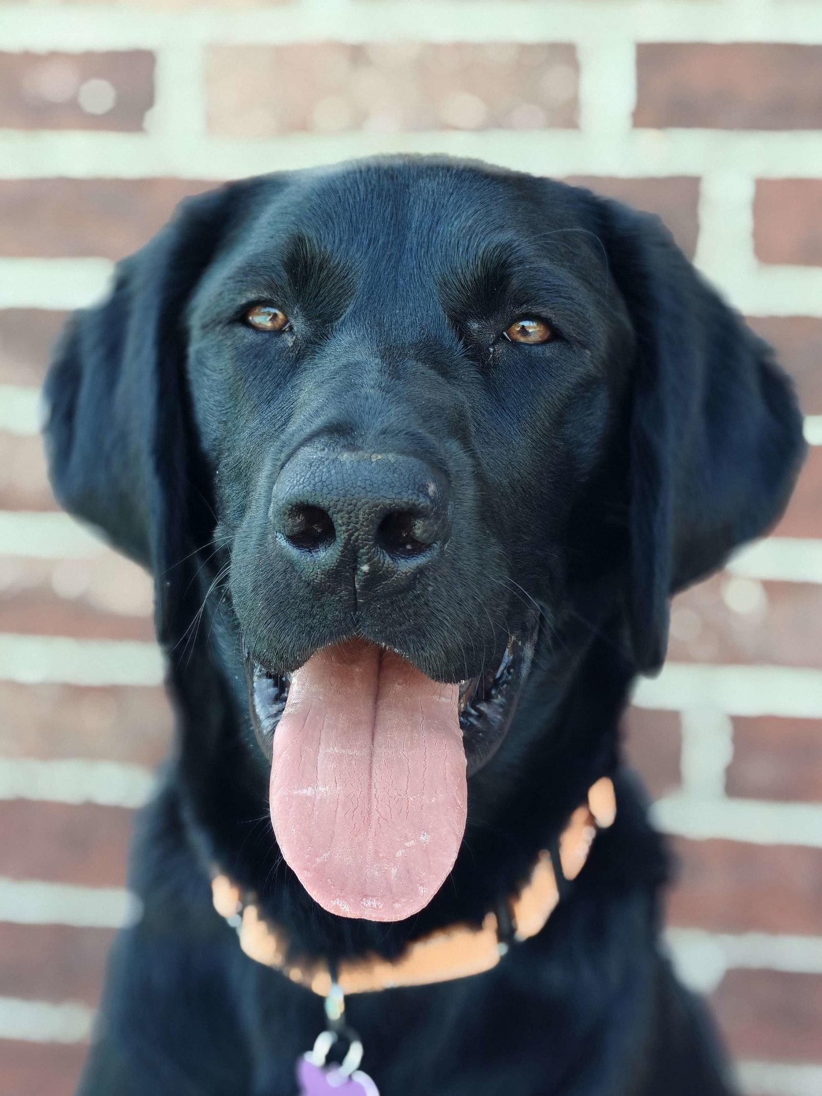Raider, Adoptable, Young Male Labrador Retriever.