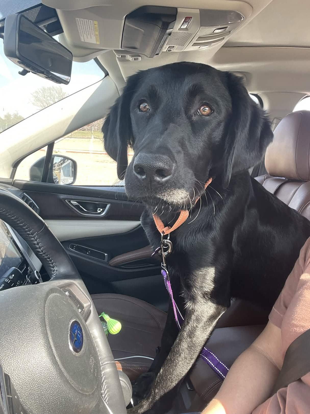 Raider, a Adoptable Labrador Retriever in Fort Worth, TX image 2/3