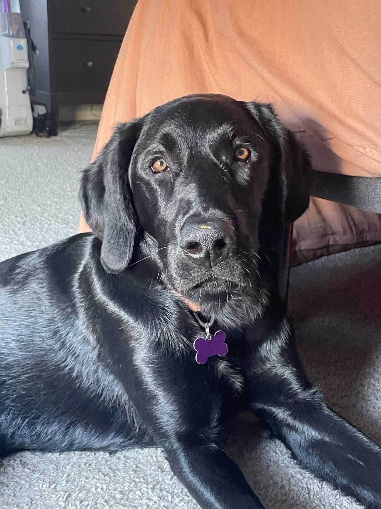 Raider, a Adoptable Labrador Retriever in Fort Worth, TX image 3/3