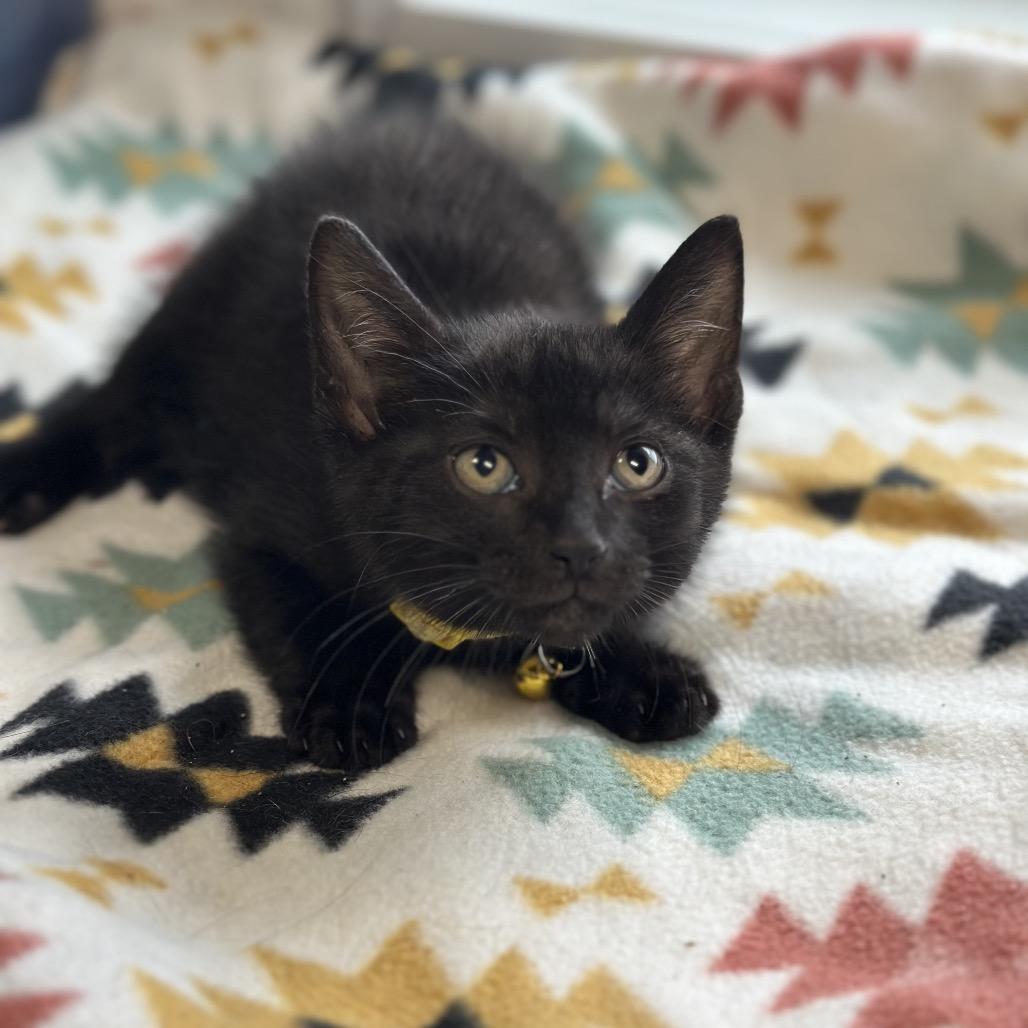 Charlie, a ADOPTABLE Domestic Short Hair in Clinton, IL image 3/4