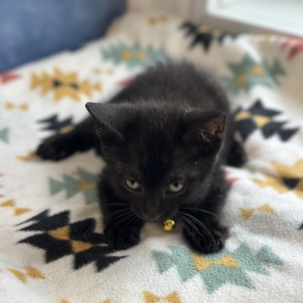 Charlie, a ADOPTABLE Domestic Short Hair in Clinton, IL image 4/4