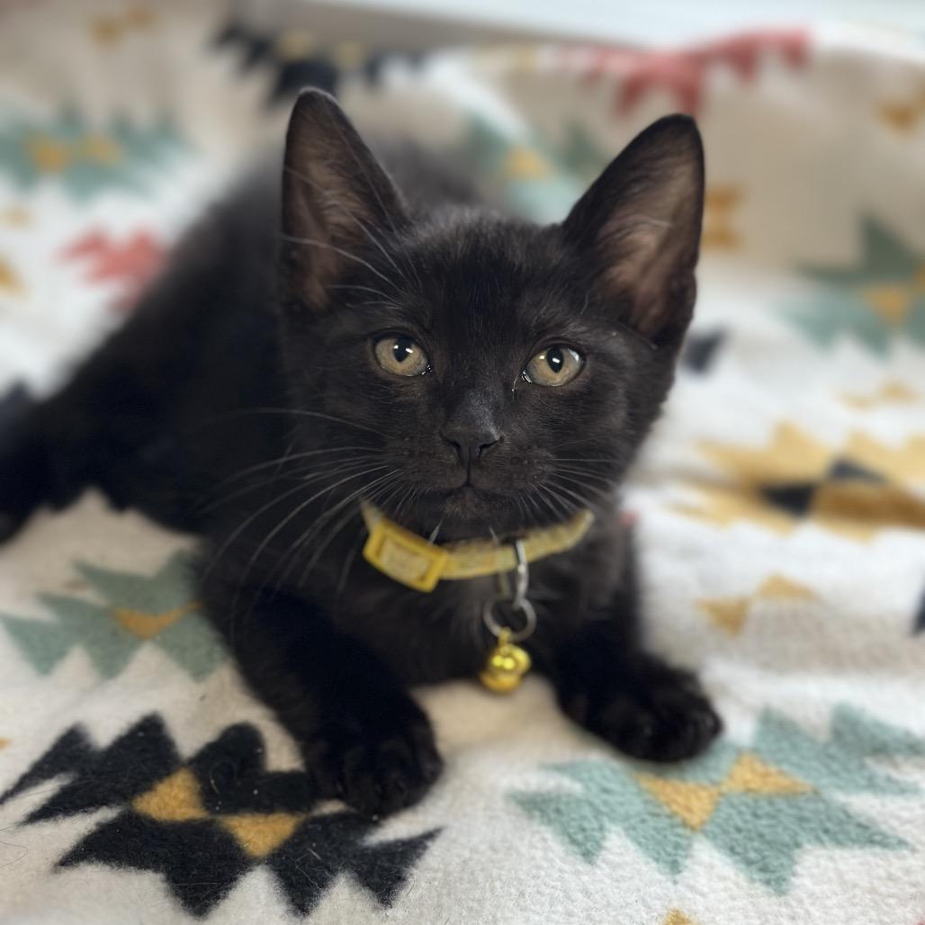 Charlie, ADOPTABLE, Young Male Domestic Short Hair.