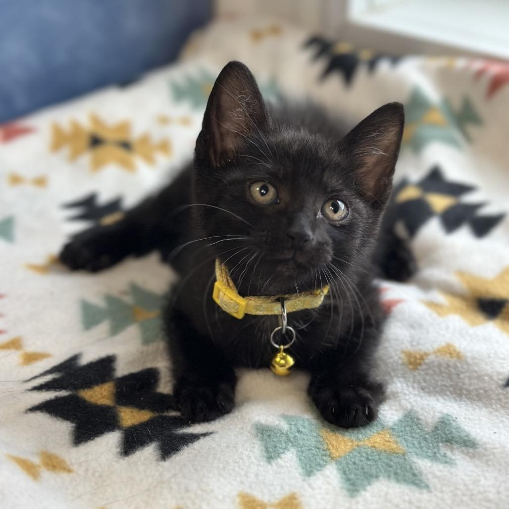 Charlie, a ADOPTABLE Domestic Short Hair in Clinton, IL image 2/4