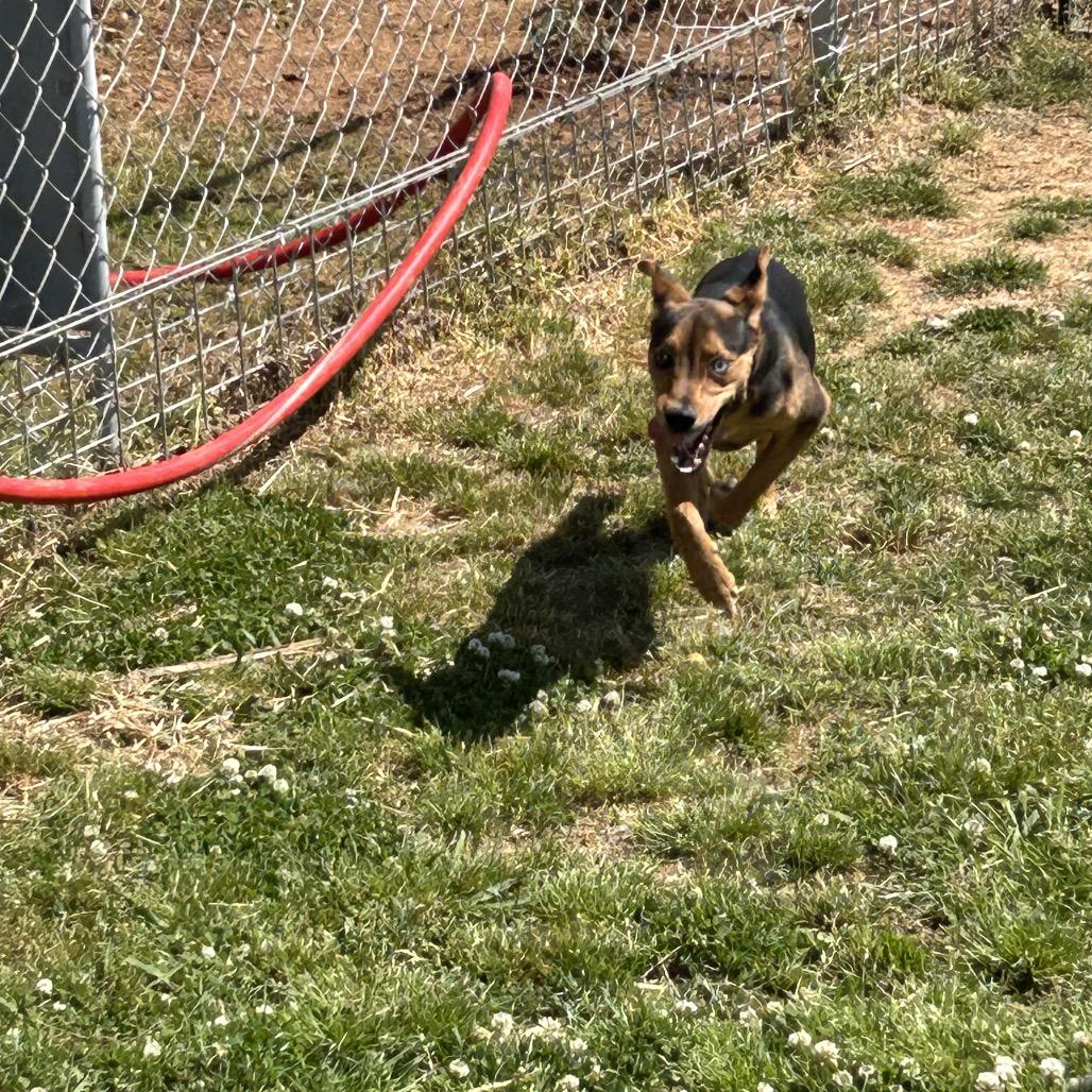 Ernest, Adoptable, Young Male Mixed Breed.