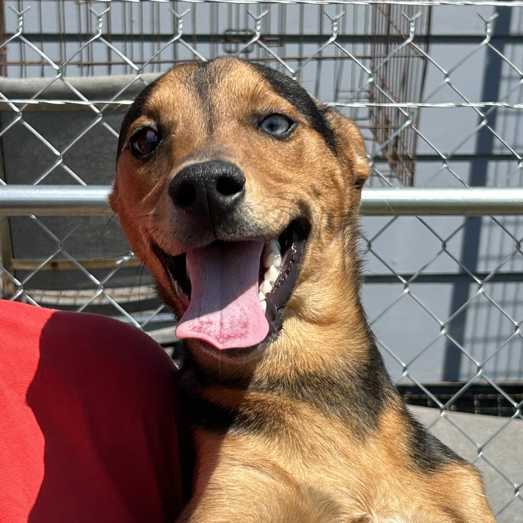 Enlarge Ernest, a Adoptable Mixed Breed in Tanner, AL image 2/2