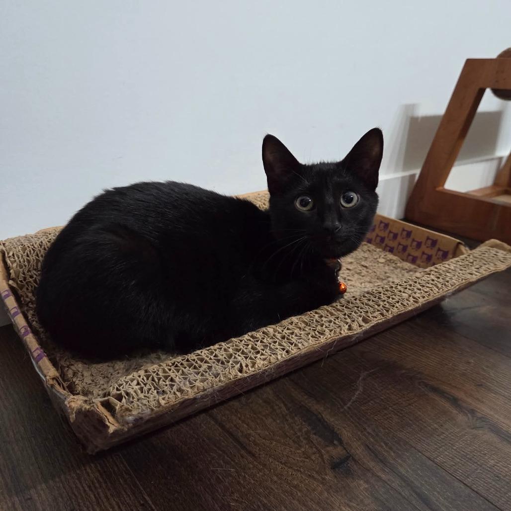 Mila, Adoptable, Young Female Domestic Short Hair.