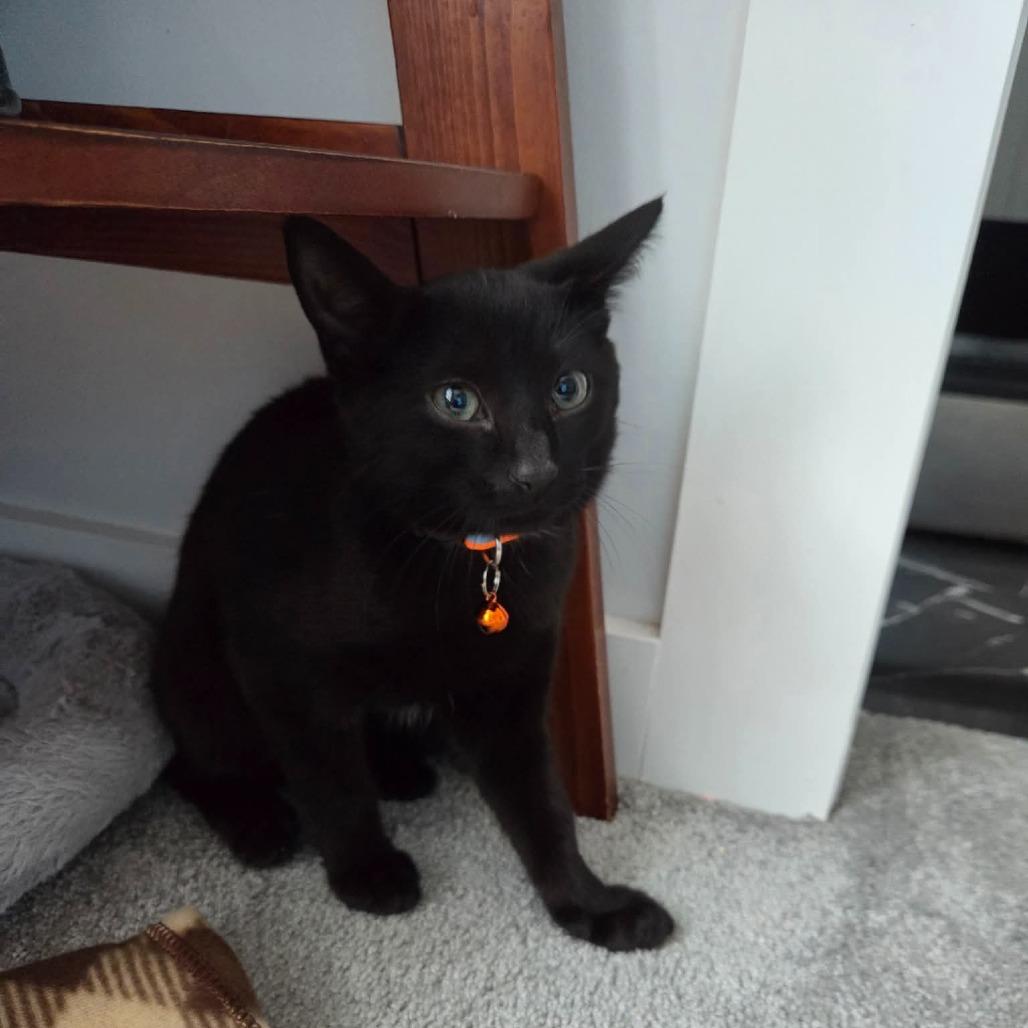 Enlarge Mila, a Adoptable Domestic Short Hair in Johnstown, PA image 2/3