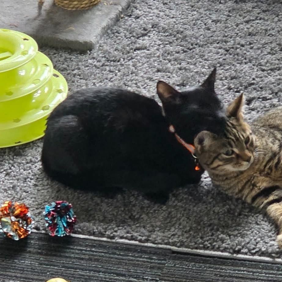 Enlarge Mila, a Adoptable Domestic Short Hair in Johnstown, PA image 3/3