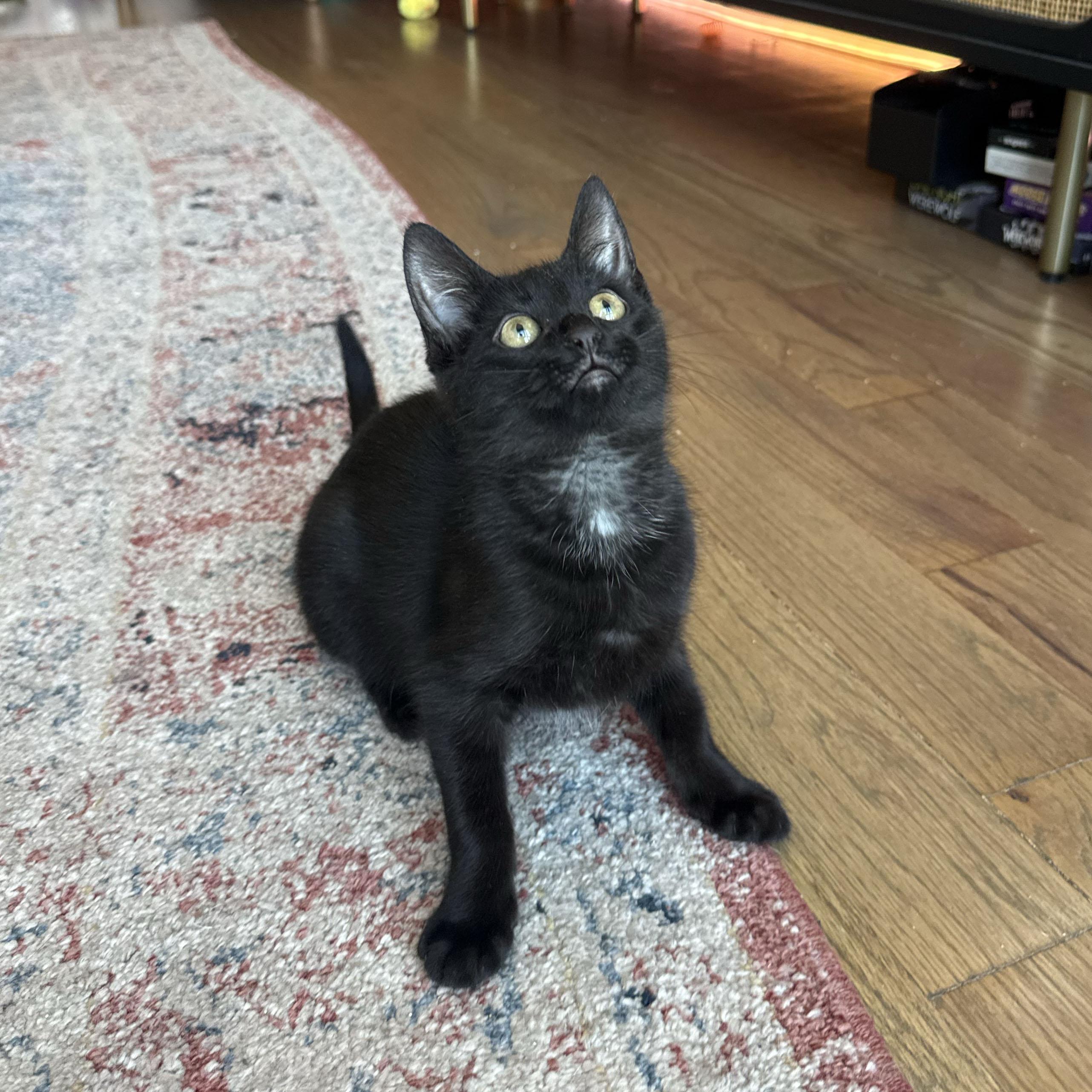 Enlarge Zip, a ADOPTABLE Domestic Short Hair in BROOKLYN, NY image 2/5