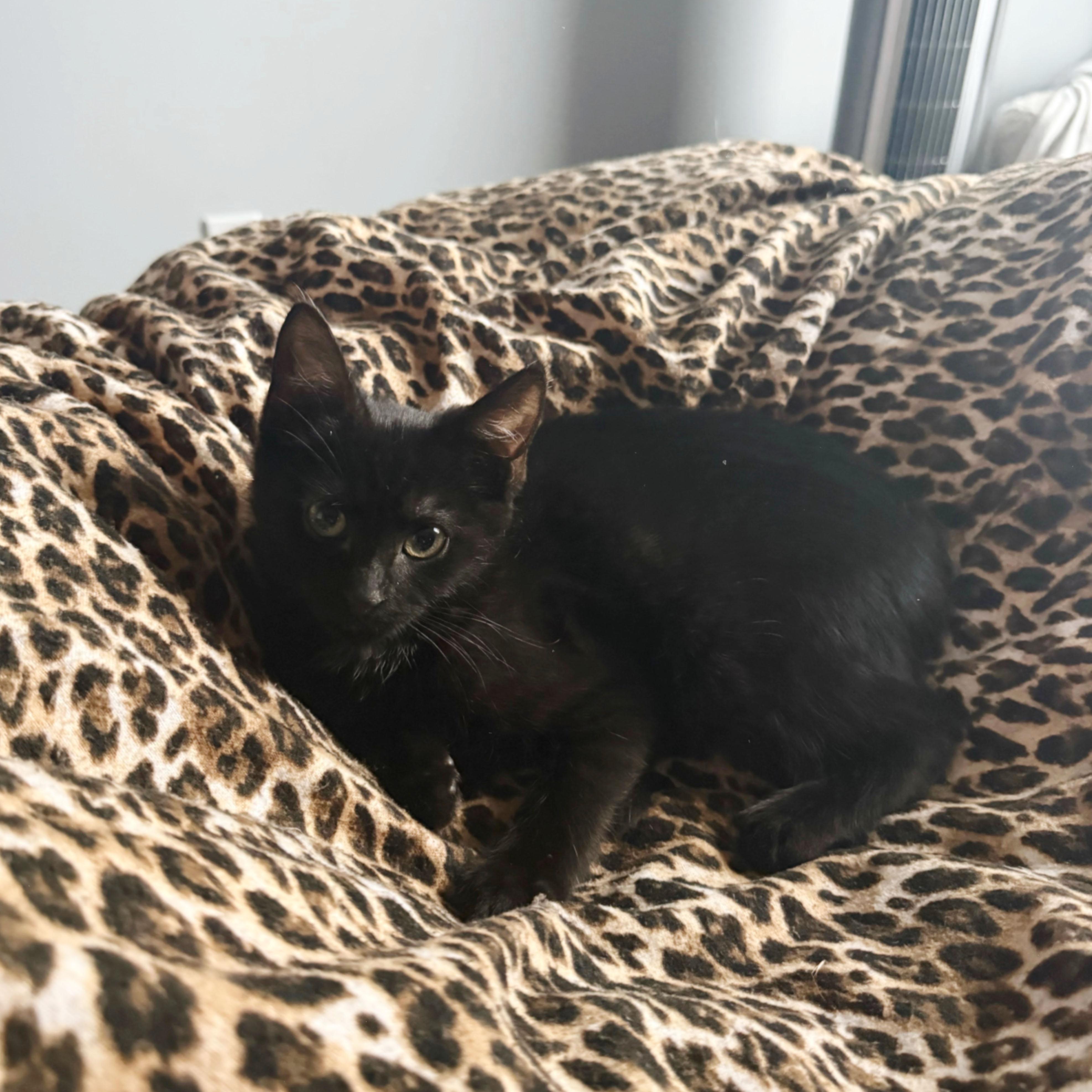 Enlarge Zip, a ADOPTABLE Domestic Short Hair in BROOKLYN, NY image 5/5