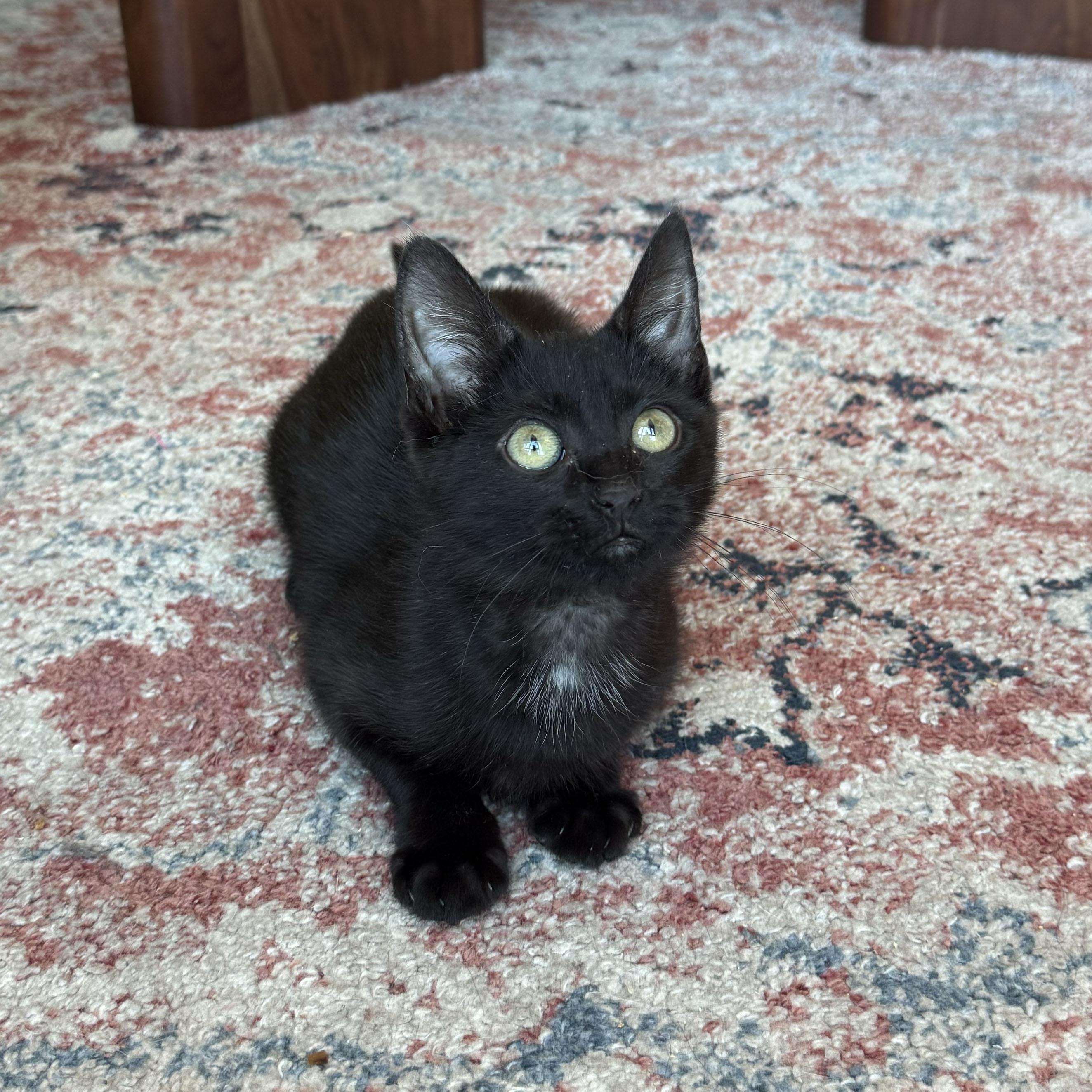 Enlarge Zip, a ADOPTABLE Domestic Short Hair in BROOKLYN, NY image 4/5