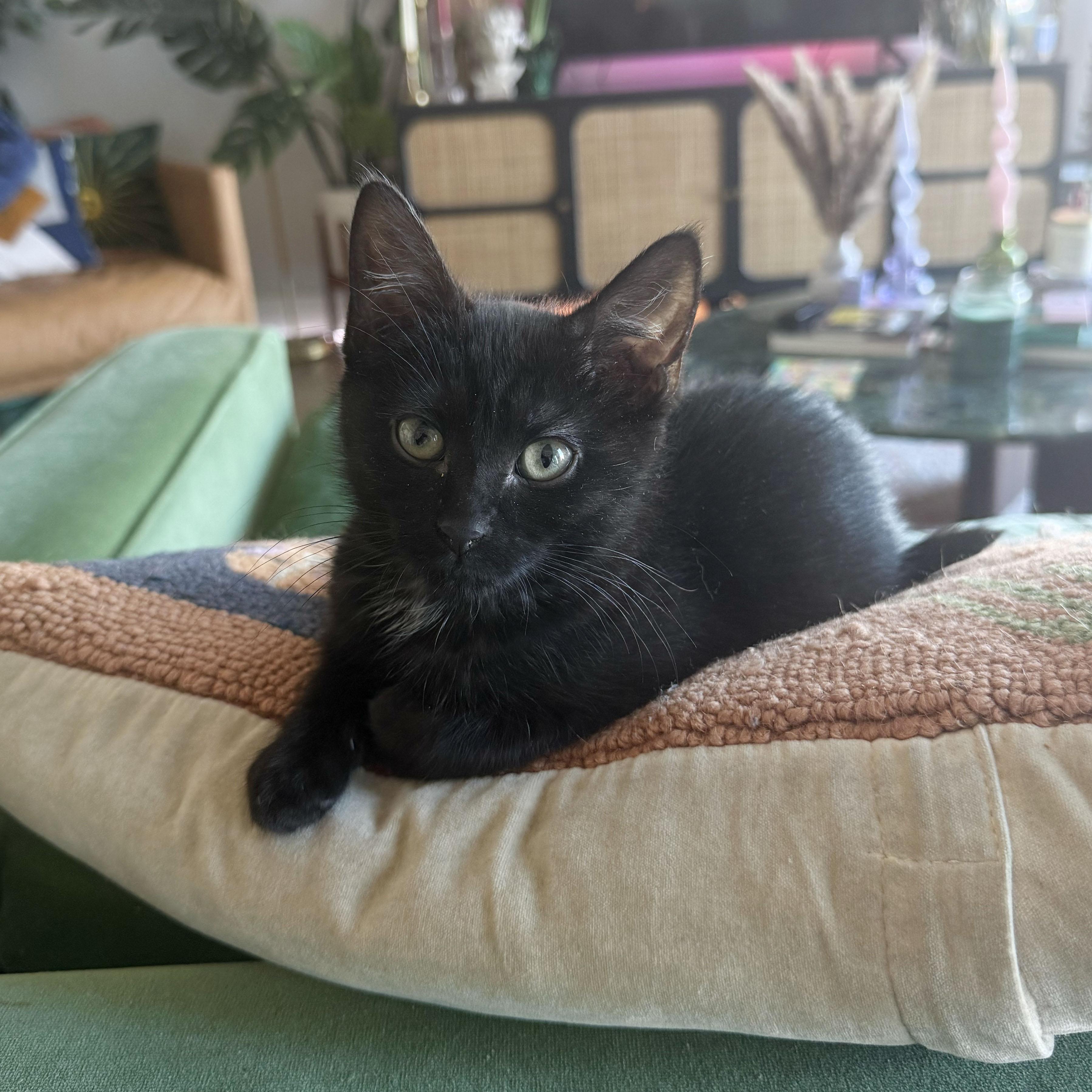 Enlarge Zip, a ADOPTABLE Domestic Short Hair in BROOKLYN, NY image 3/5