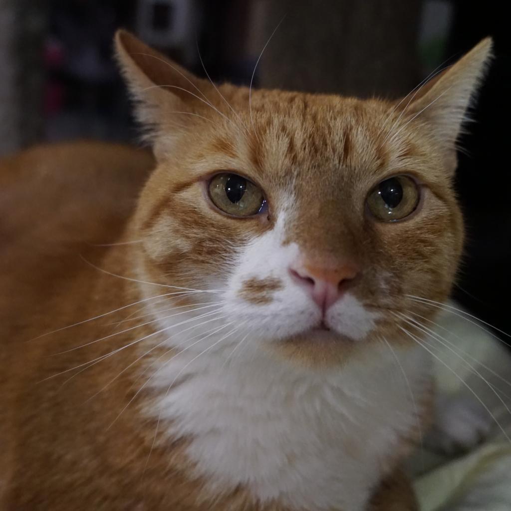 Paul Bunyan — thumbnail 2