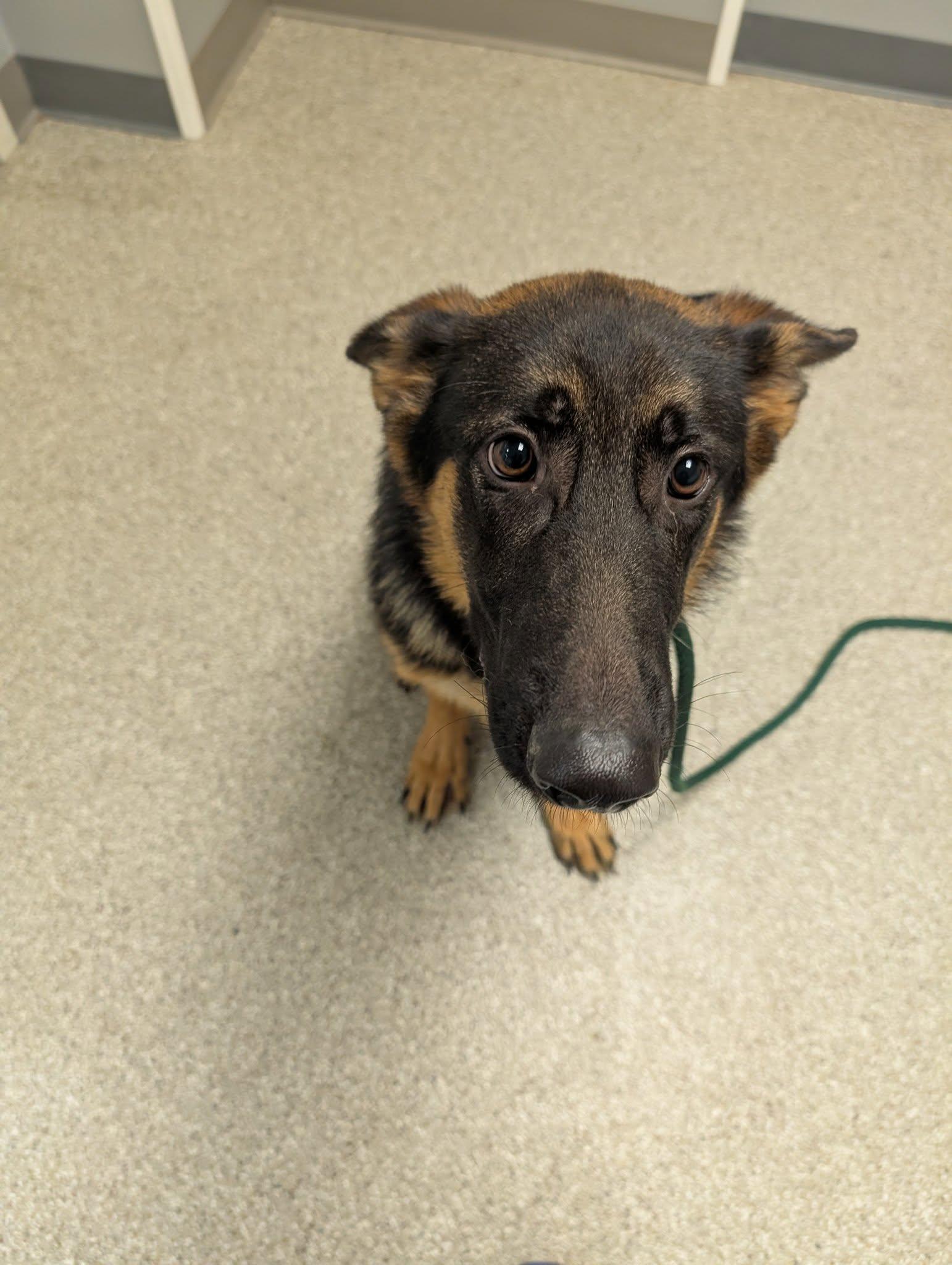 Enlarge Miles, a Adopted German Shepherd Dog in Whitehall, PA image 1/1