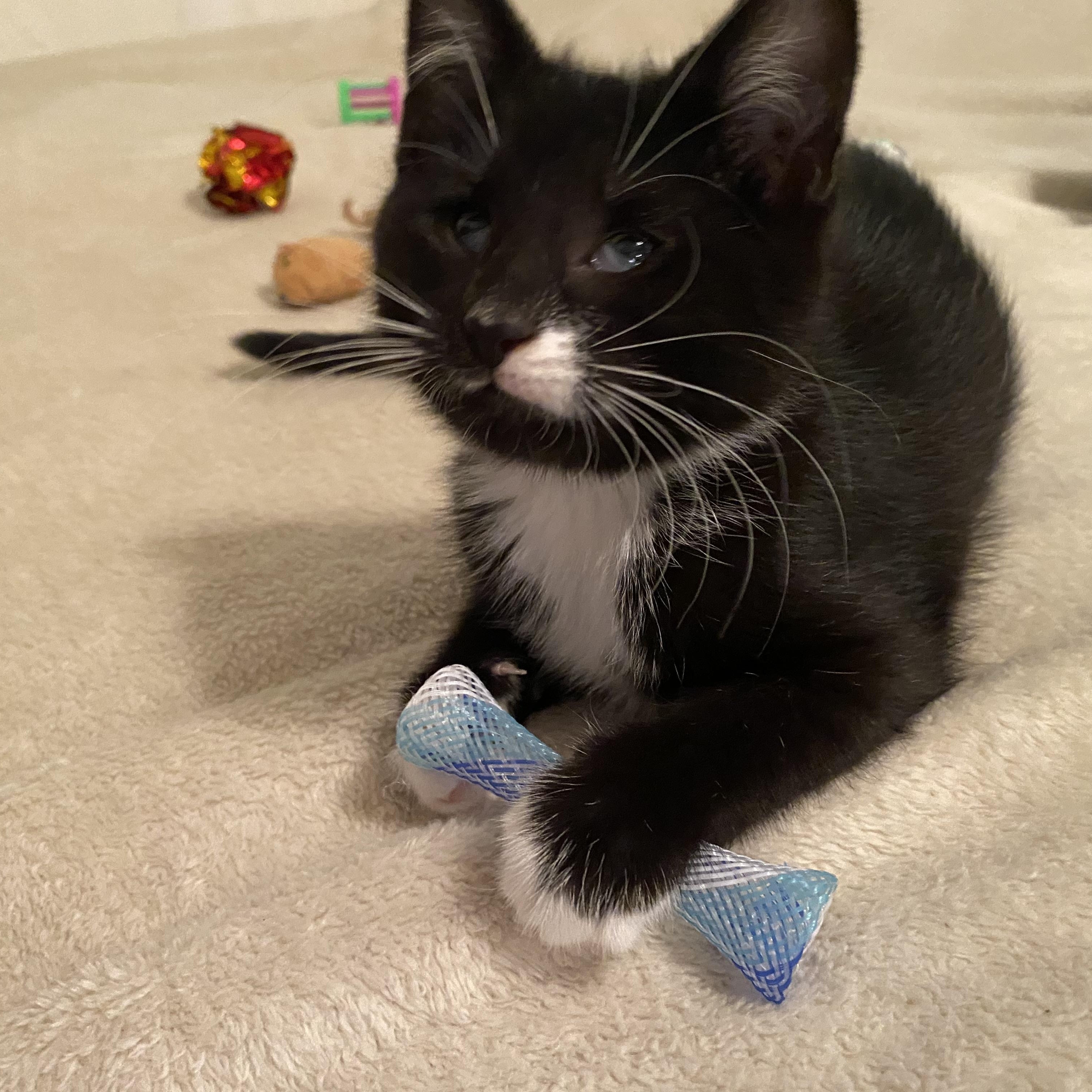 Bella, Adoptable, Kitten Female Tuxedo.