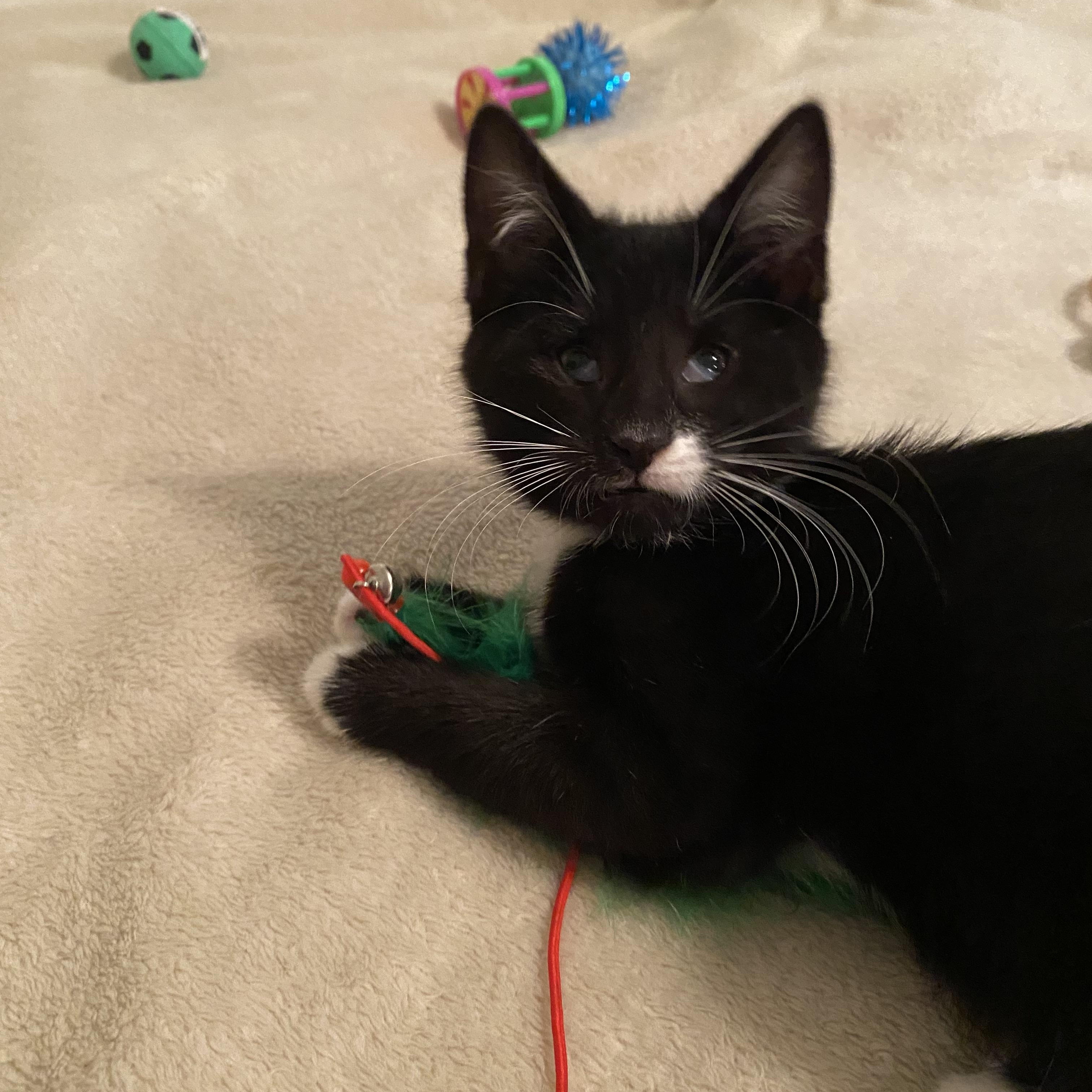 Bella, a Adoptable Tuxedo in Hickory, NC image 3/3