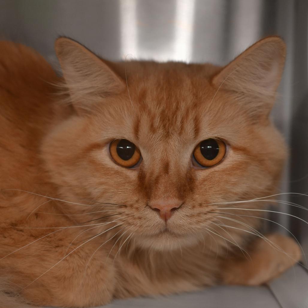 Gingerbread, Adoptable, Adult Male Domestic Long Hair.