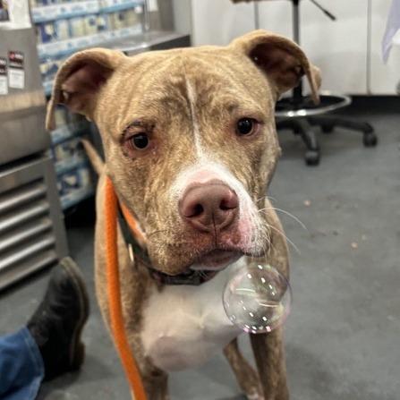 Gage — thumbnail 2