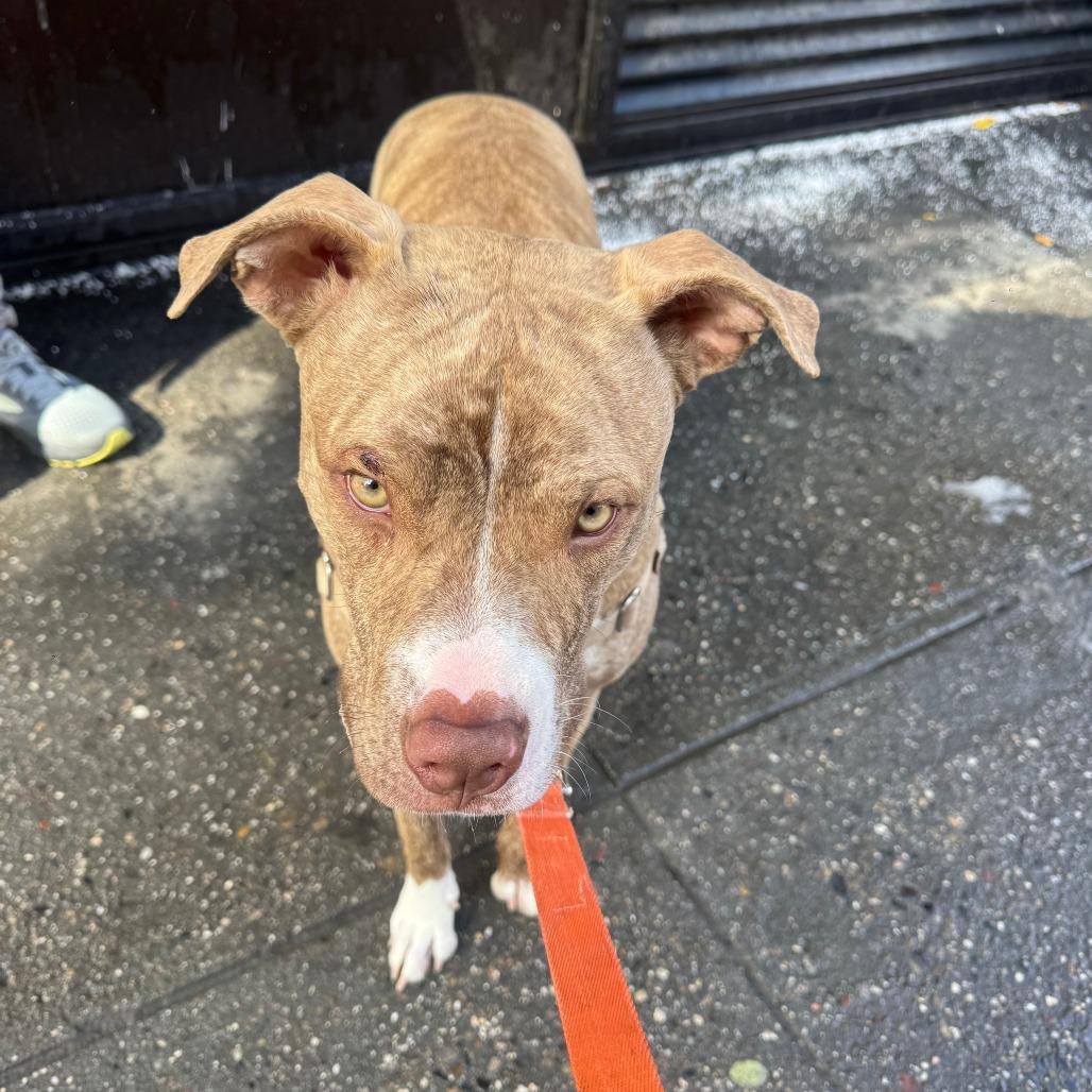 Gage — thumbnail 3