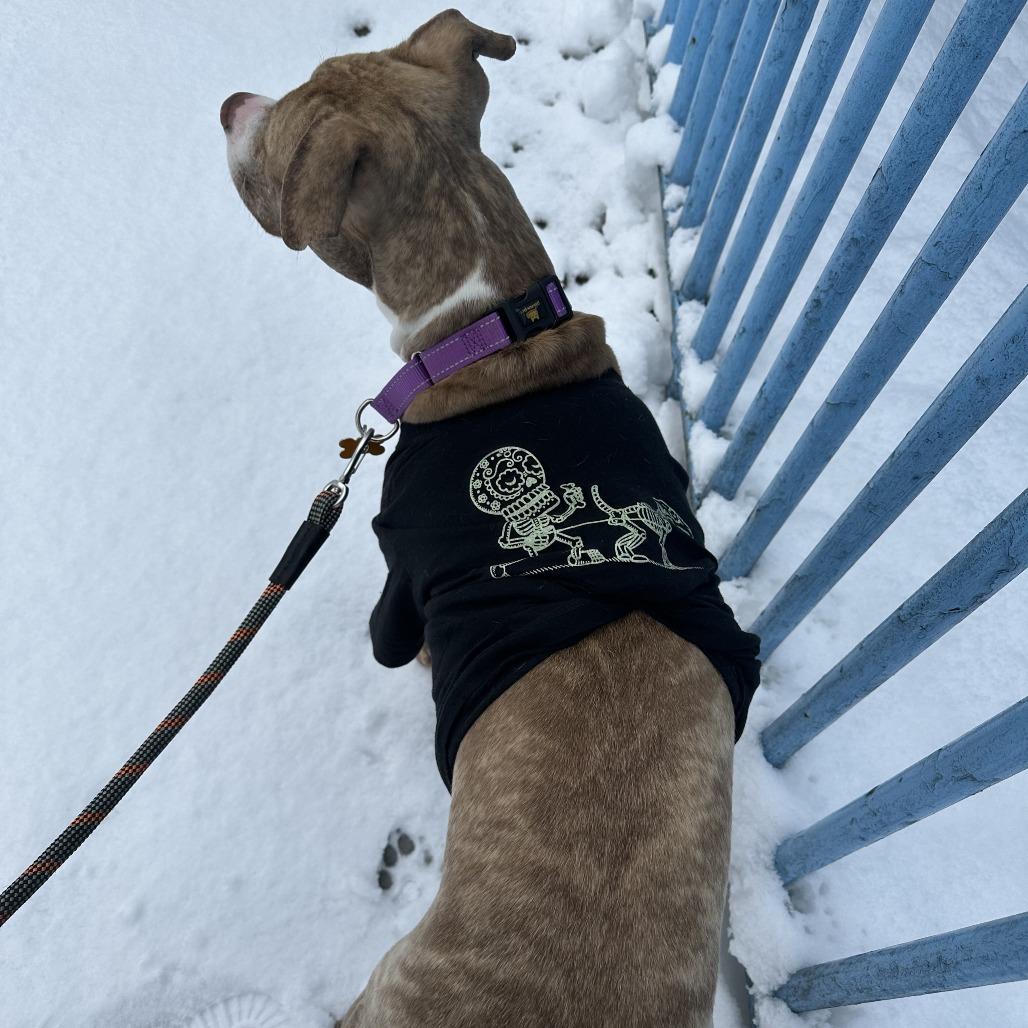 Gage — thumbnail 4