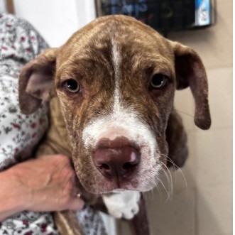 Gage — thumbnail 5