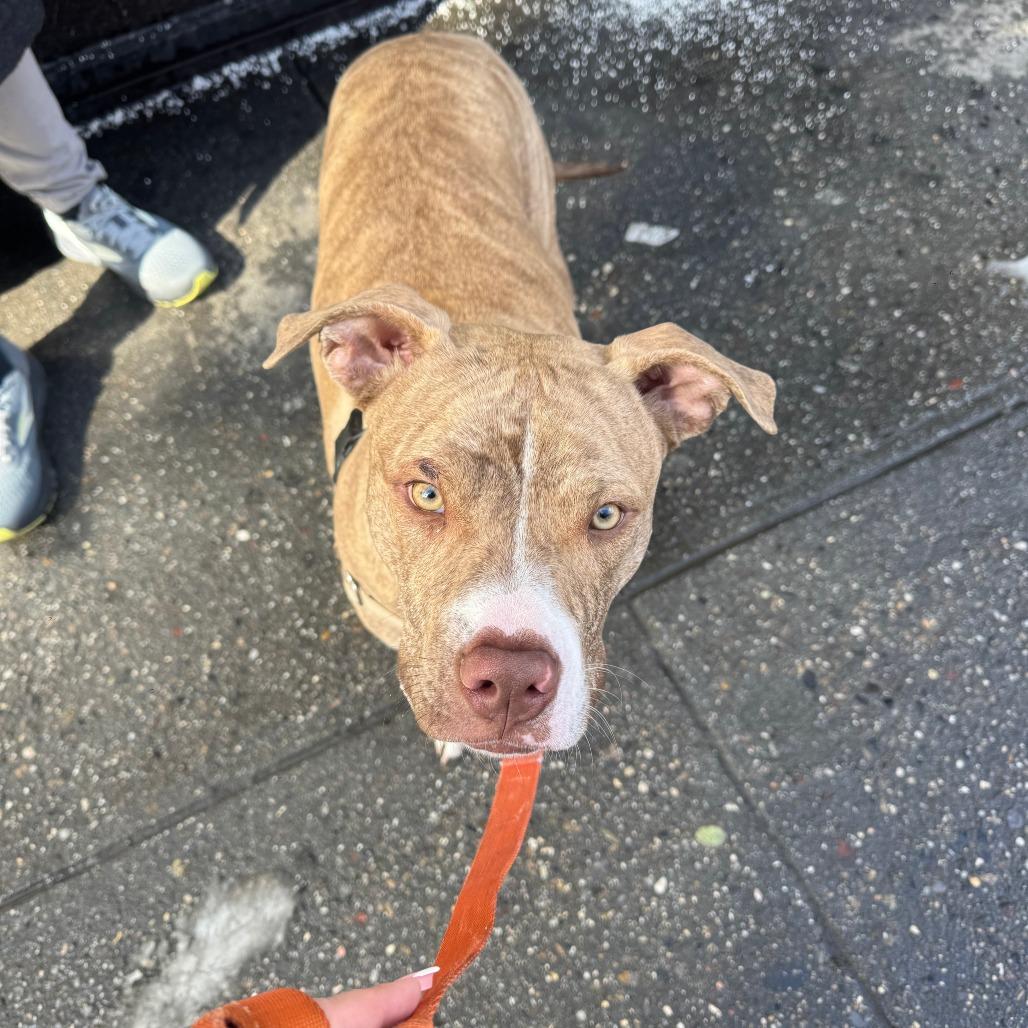 Gage — thumbnail 6