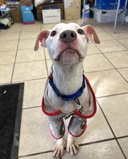 Enlarge Rolo, a Adoptable mixed breed in East Brookfield, MA image 1/3