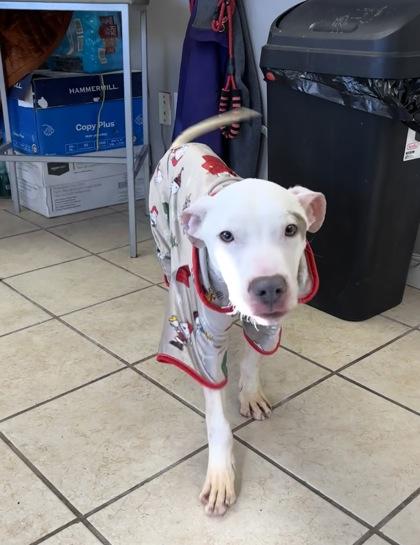 Enlarge Rolo, a Adoptable mixed breed in East Brookfield, MA image 2/3