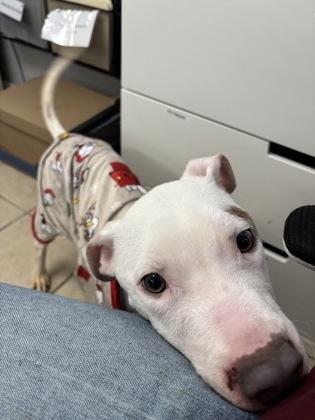 Enlarge Rolo, a Adoptable mixed breed in East Brookfield, MA image 3/3