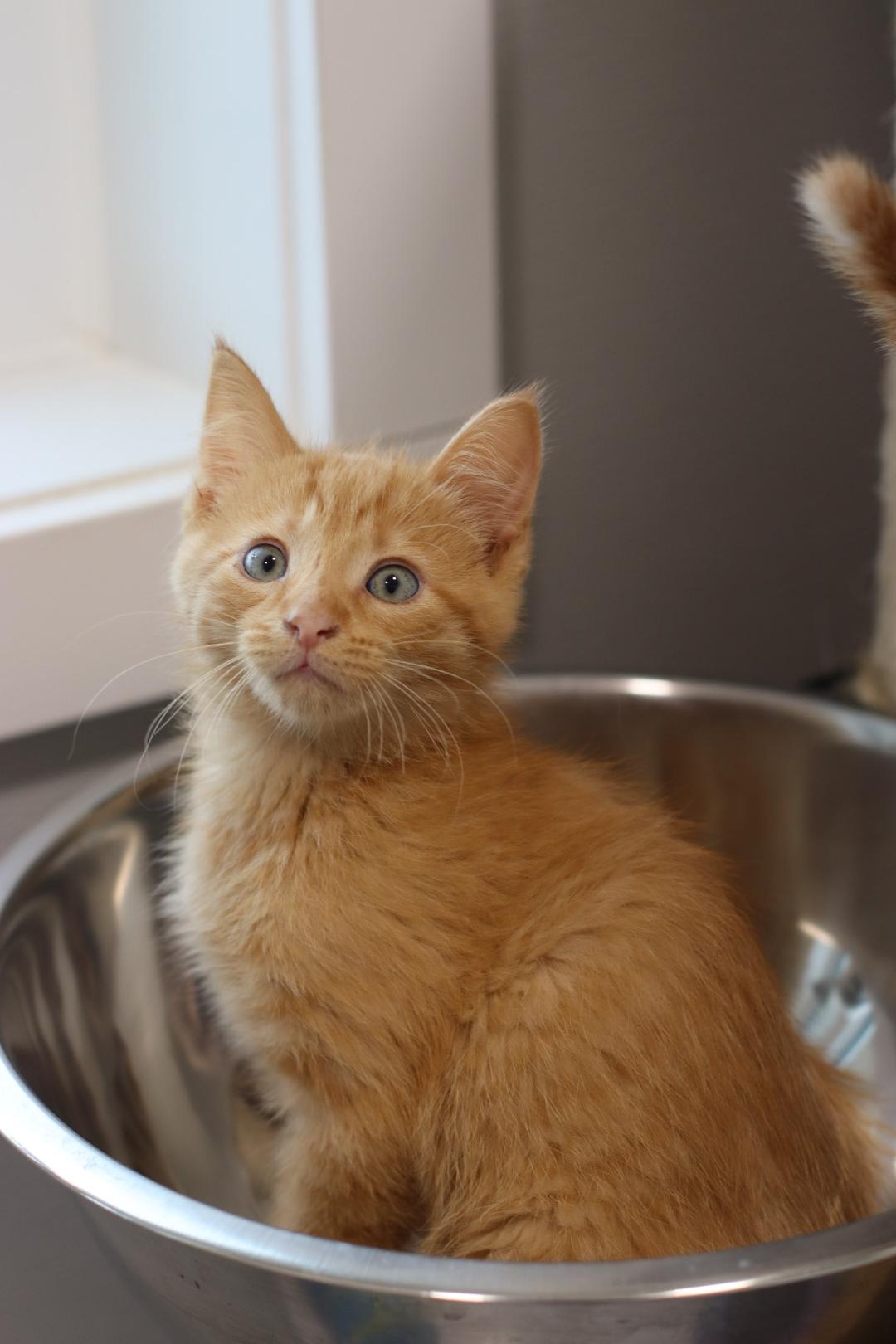 Pita, Adoptable, Kitten Male Domestic Short Hair.