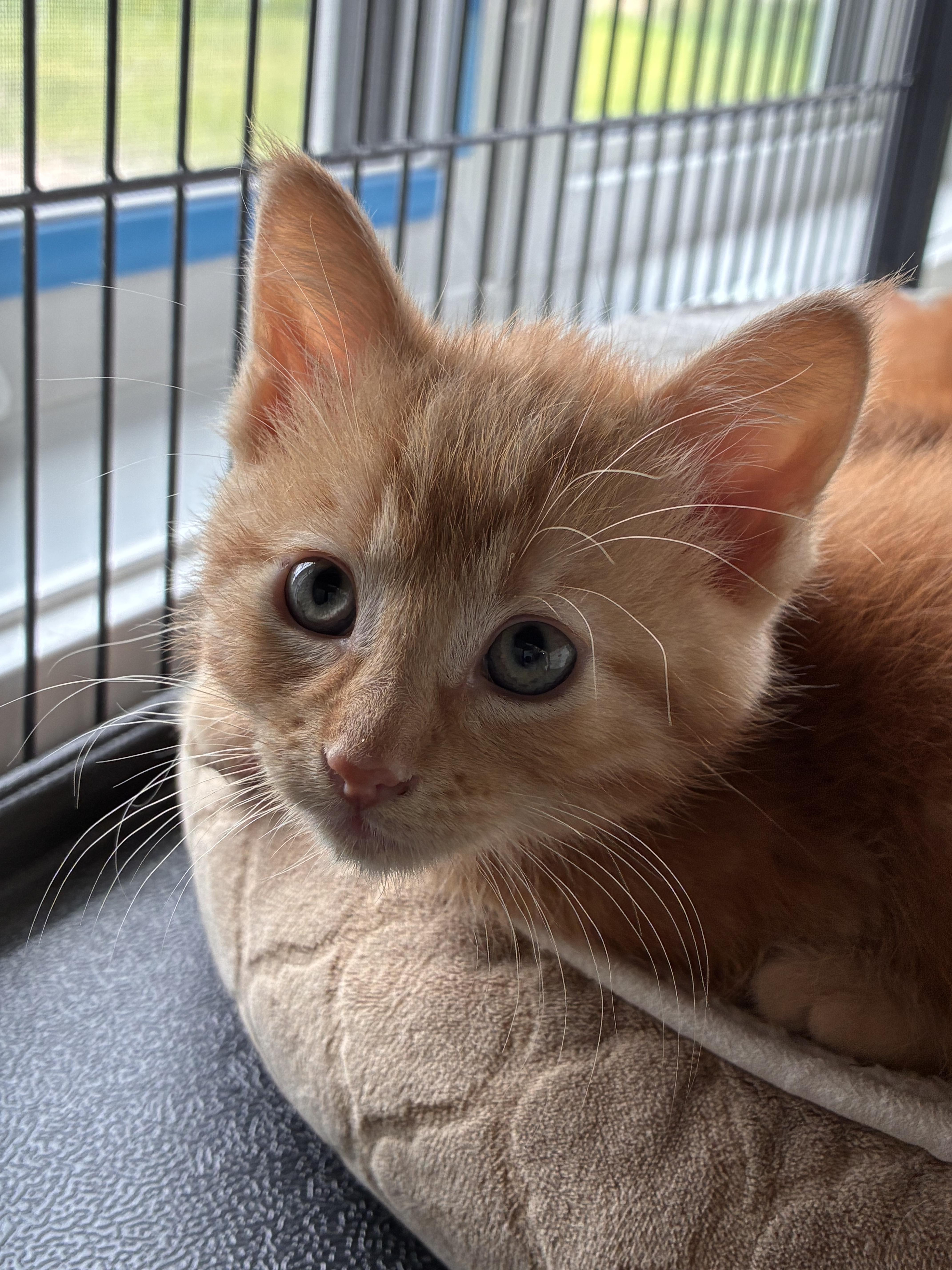 Enlarge Pita, a Adoptable Domestic Short Hair in Steinbach, MB image 2/4