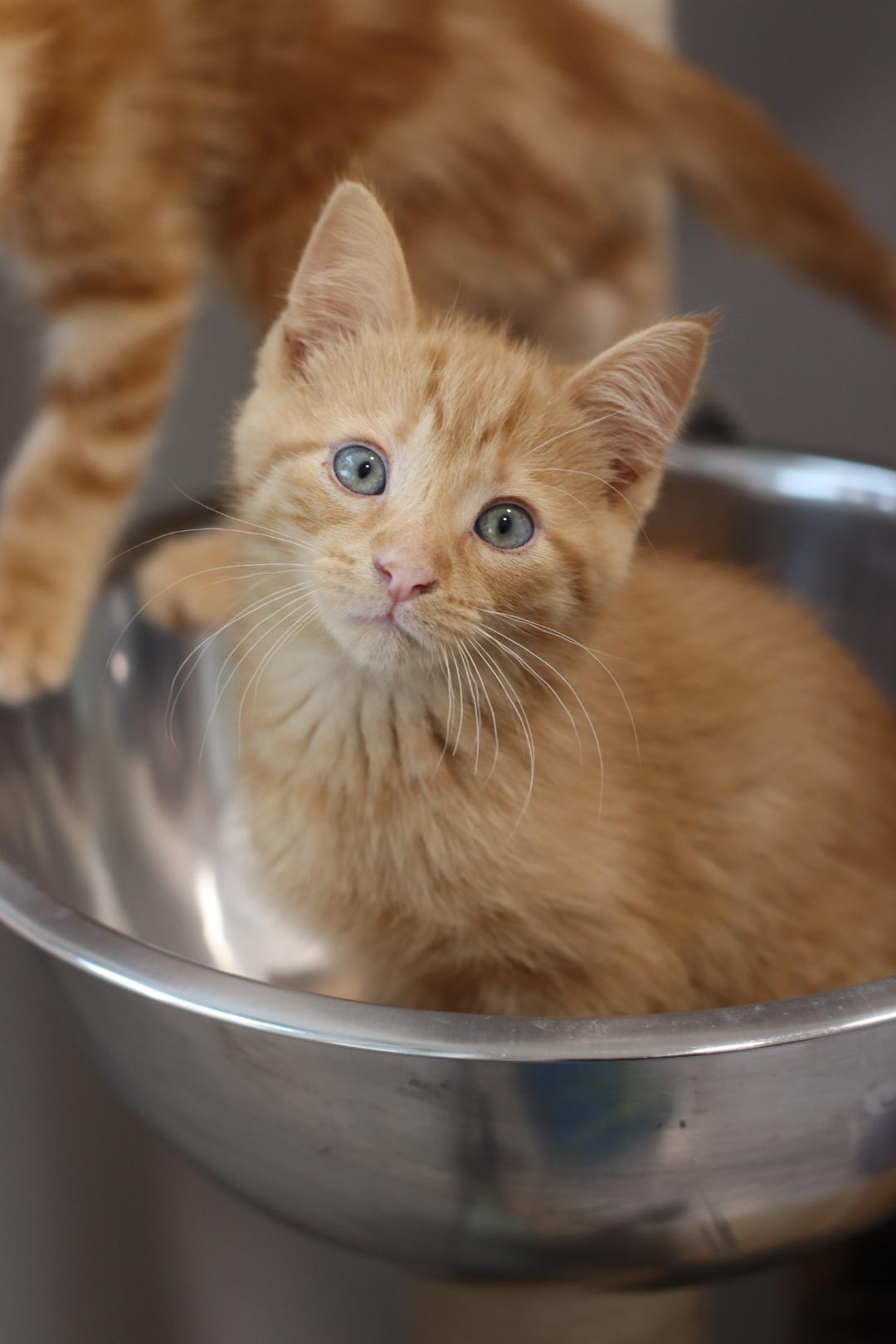 Enlarge Pita, a Adoptable Domestic Short Hair in Steinbach, MB image 3/4